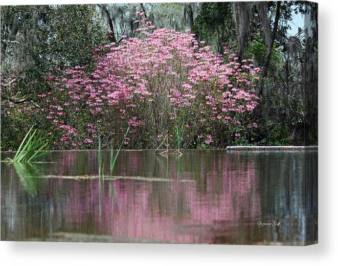 Pink Canvas Print featuring the photograph Pink Magnificence by Suzanne Gaff