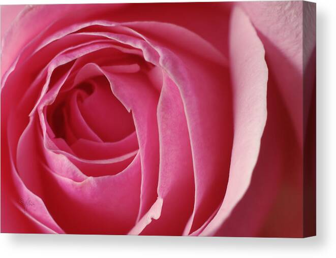 Blossom Canvas Print featuring the photograph Pink Rose DOF by Arthur Fix