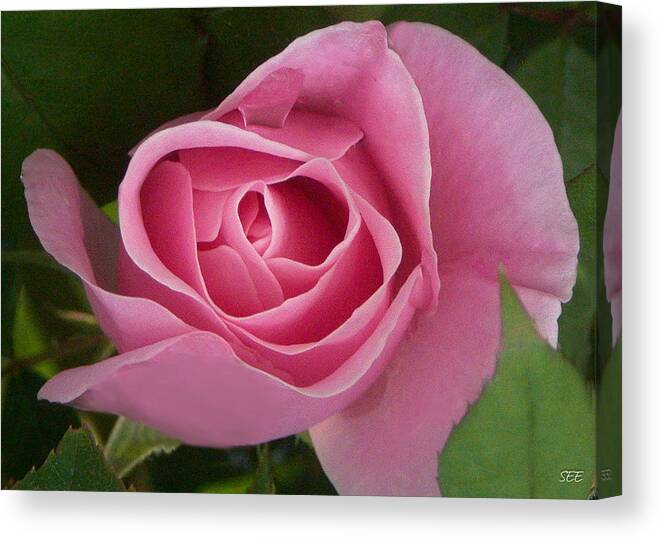 Flower Canvas Print featuring the photograph Pink by Susan Eileen Evans