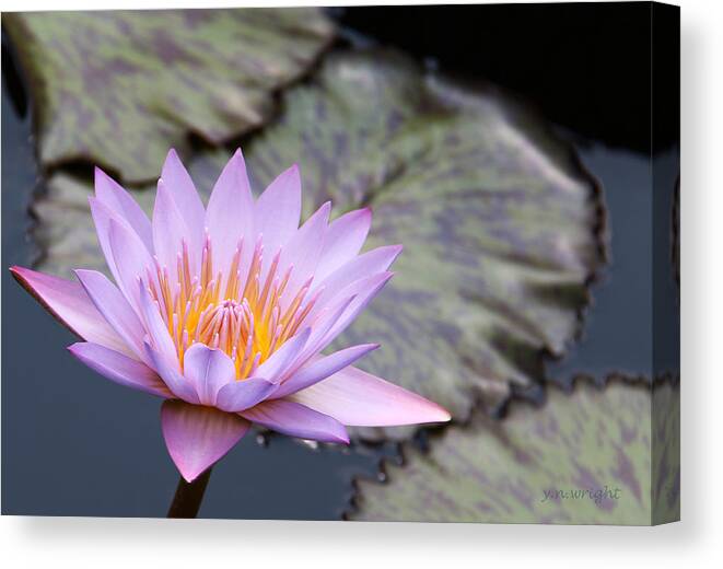 Pink Canvas Print featuring the photograph Pink Water lily at Dusk by Yvonne Wright