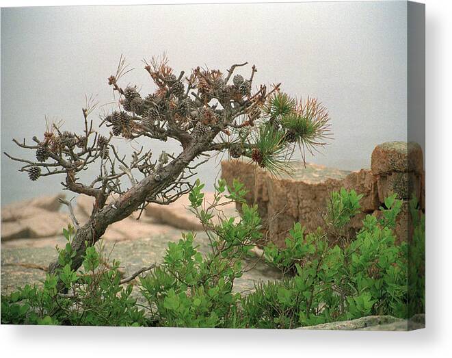 Mt Desert Island Canvas Print featuring the photograph Pitch Pine by Jim Cook