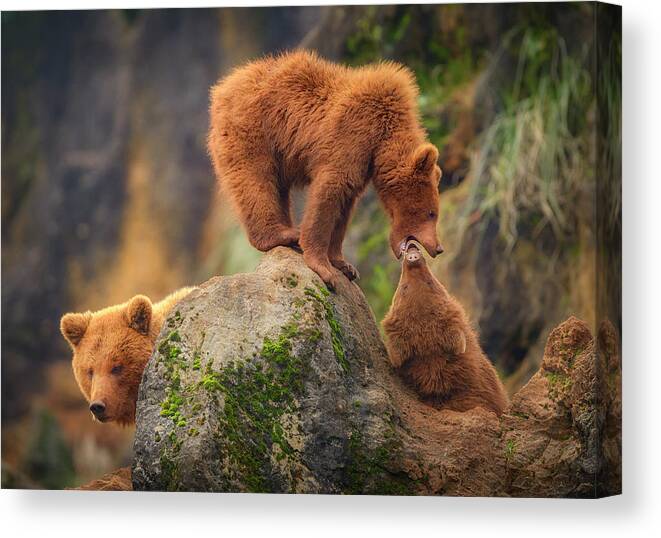 Bear Canvas Print featuring the photograph Playing In The Heights by Sergio Saavedra Ruiz