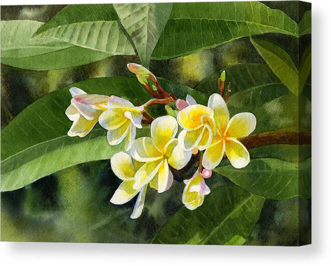 Fragipani Canvas Print featuring the painting Plumeria Blossoms by Sharon Freeman