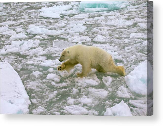 1 Canvas Print featuring the photograph Polar Bear Crossing Ice Floes by Peter J. Raymond