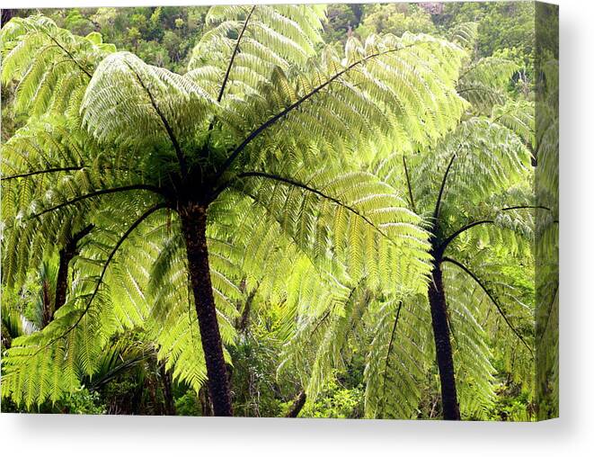 Scenics Canvas Print featuring the photograph Ponga Tree Fern Canopy, New Zealand by Lazingbee