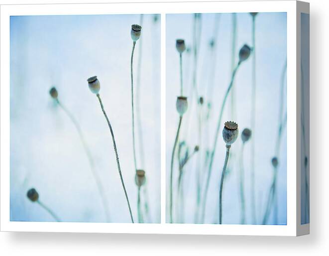 Seeds Canvas Print featuring the photograph Poppy Seed Pods by Theresa Tahara