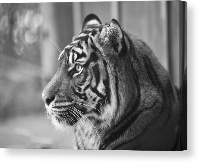 Tigers Canvas Print featuring the photograph Portrait of a Sumatran Tiger by Gary Neiss