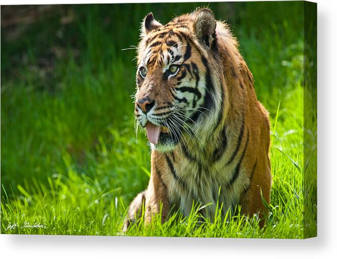 Animal Canvas Print featuring the photograph Portrait of a Sumatran Tiger by Jeff Goulden