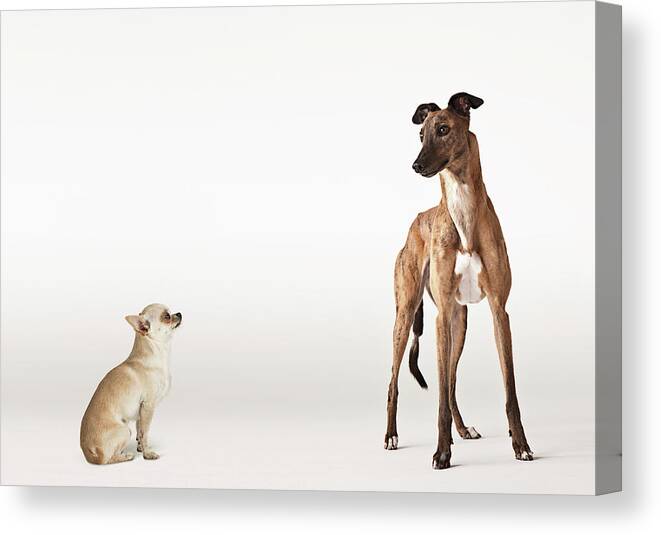 Pets Canvas Print featuring the photograph Portrait Of Chihuahua And Greyhound by Compassionate Eye Foundation/david Leahy
