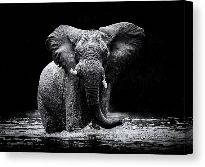 Elephant Canvas Print featuring the photograph Power 1 by Gorazd Golob