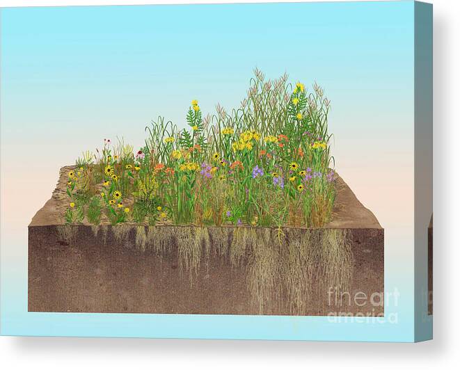 Prairie Canvas Print featuring the photograph Prairie Plants Succession, Illustration by Carlyn Iverson