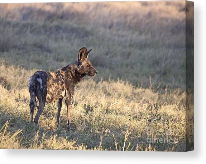 Wild Dog Canvas Print featuring the photograph Pregnant African Wild Dog by Liz Leyden