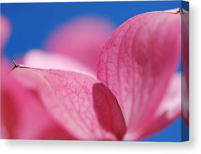 Pink Canvas Print featuring the photograph Pretty in Pink by Kathy Paynter