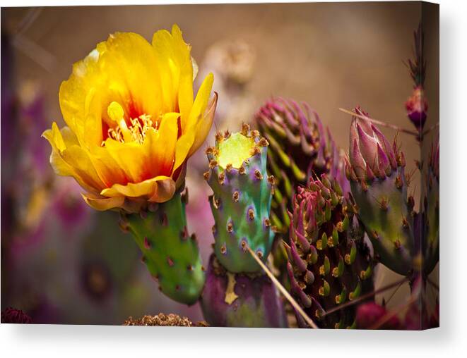 Prickly Canvas Print featuring the photograph Prickly Pear Cactus by Swift Family