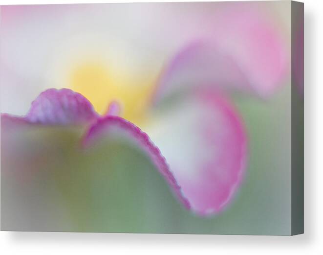Abstract Canvas Print featuring the photograph Primrose Dreams by David and Carol Kelly