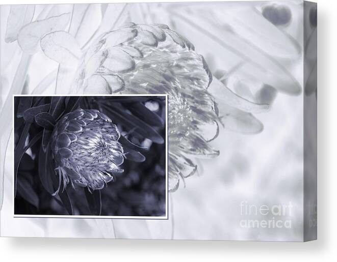Christchurch Canvas Print featuring the photograph Protea 6 by Fran Woods