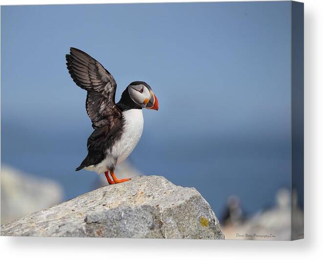 Atlantic Puffin Canvas Print featuring the photograph Puffin Wingflap by Daniel Behm