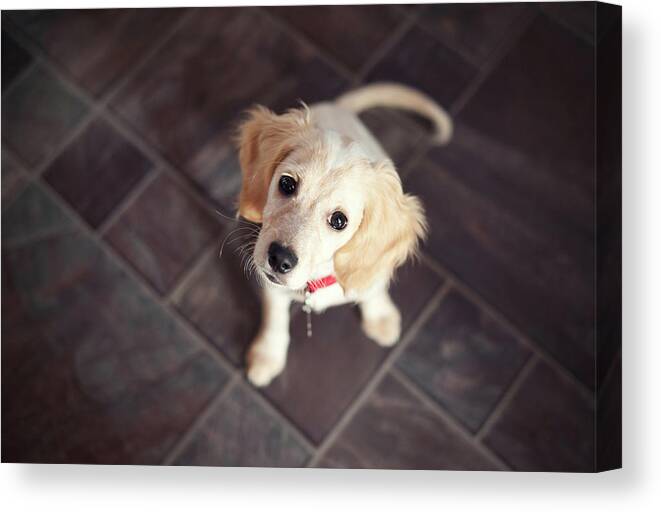 Pets Canvas Print featuring the photograph Puppy Sitting And Looking Up by Images By Christina Kilgour