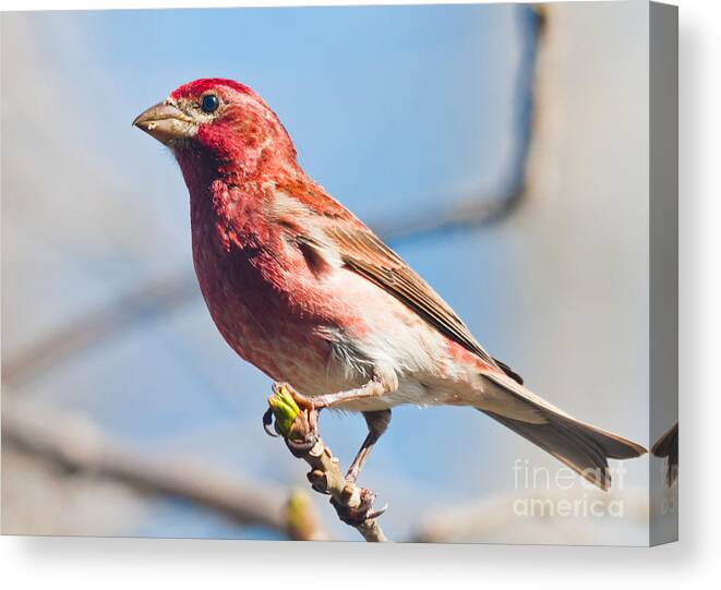 Finch Canvas Print featuring the photograph Purple Finch by Cheryl Baxter