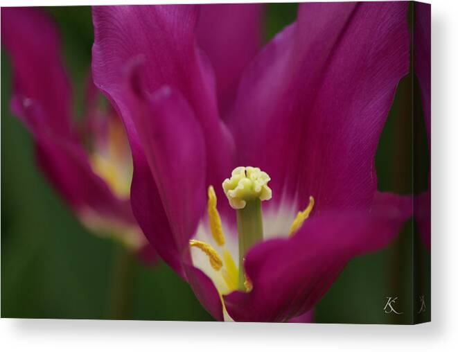 Flower Canvas Print featuring the photograph Purple Flower by Kelly Smith
