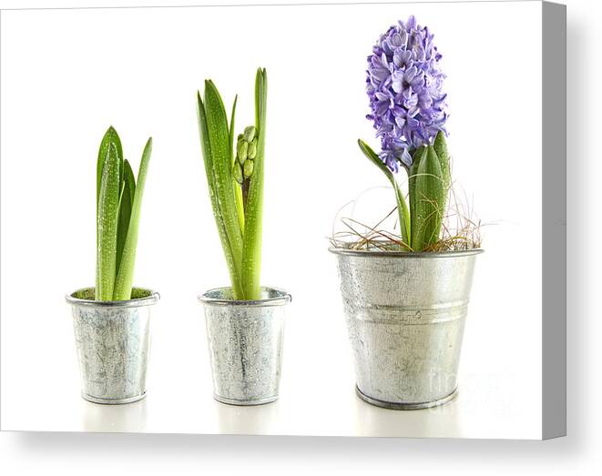 Background Canvas Print featuring the photograph Purple hyacinth in garden pots on white by Sandra Cunningham