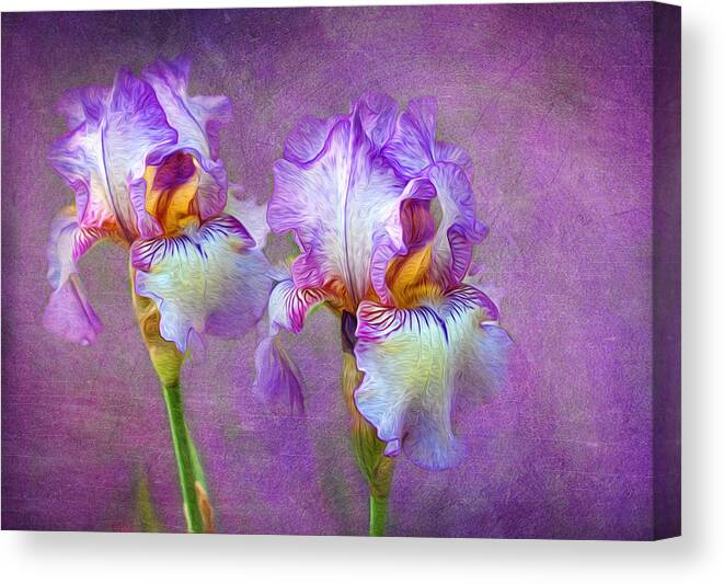 Iris Canvas Print featuring the photograph Purple Iris by Lena Auxier
