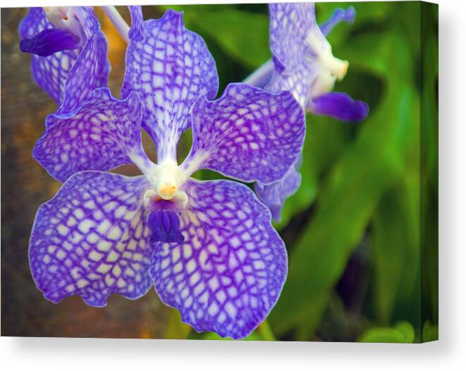 Orchid Canvas Print featuring the photograph Purple Orchid by Matthew Bamberg
