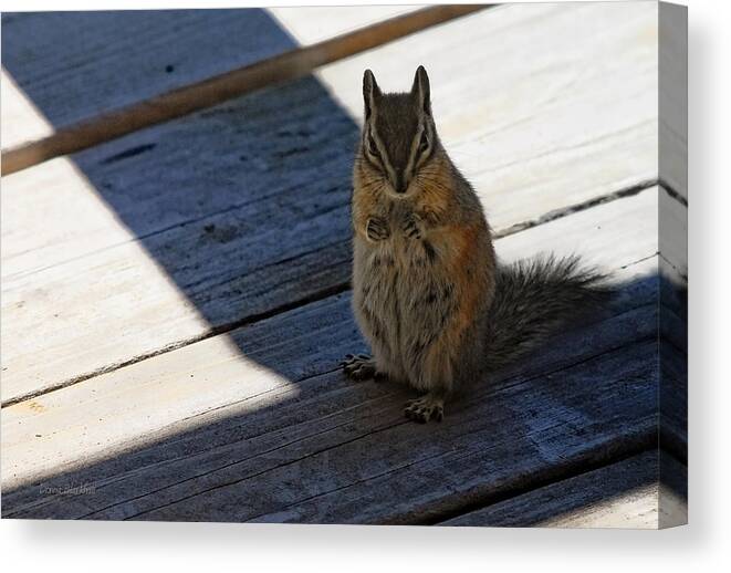 Squirrel Canvas Print featuring the photograph Put Your Dukes Up by Donna Blackhall