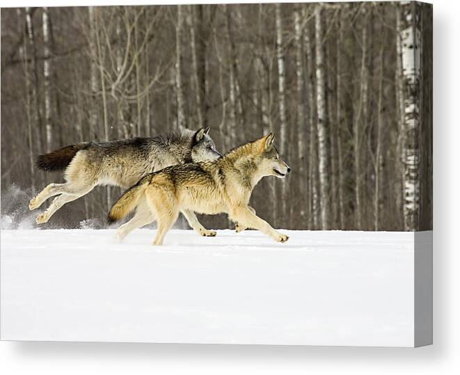 Wolf Canvas Print featuring the photograph Race by Jack Milchanowski