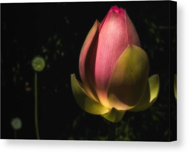 Grounds For Sculpture Canvas Print featuring the photograph Radiant Life by Glenn DiPaola