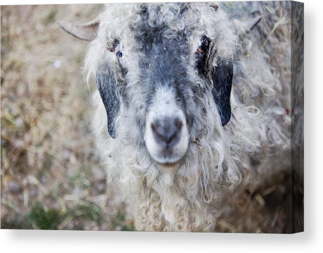 Goat Canvas Print featuring the photograph Raggedy Goat by Belinda Greb