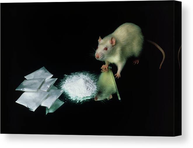 Cocaine Canvas Print featuring the photograph Rat With Some Cocaine by Pascal Goetgheluck/science Photo Library