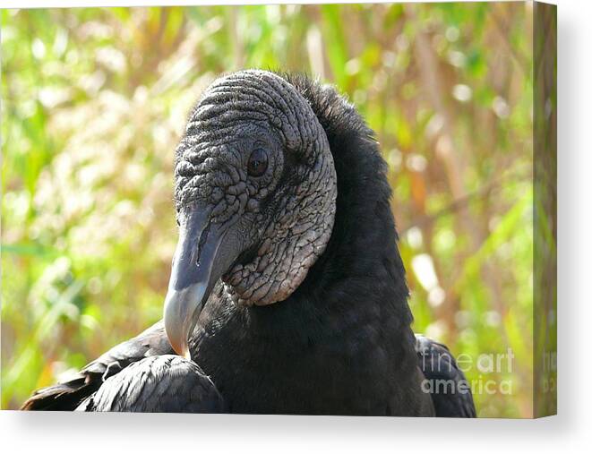 Wildlife Canvas Print featuring the photograph Raven-Vulture by Amanda Mohler