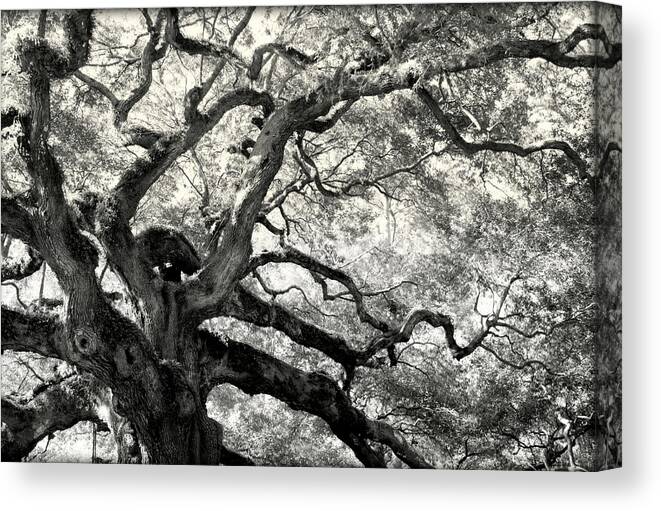 Abstract Trees Canvas Print featuring the photograph REACHING for HEAVEN by Karen Wiles