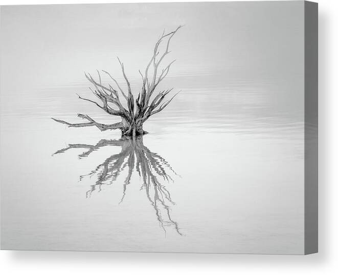Landscape Canvas Print featuring the photograph Reaching Out by Susan Moss