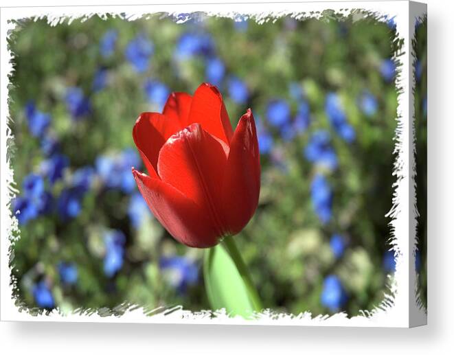 Flower Canvas Print featuring the photograph Red Baby by Arthur Fix