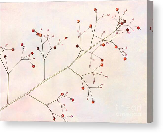 Macro Canvas Print featuring the photograph Red Berries by Sabrina L Ryan