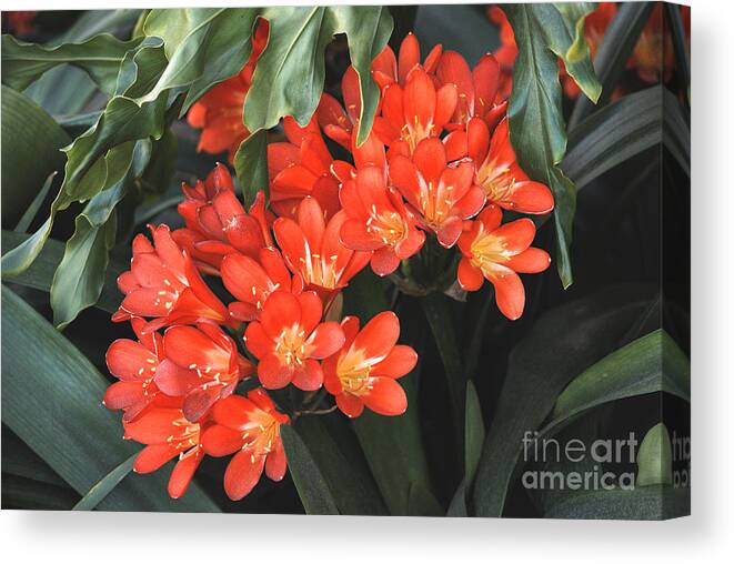 Red Canvas Print featuring the photograph Red Blossoms at LAX by Deborah Smolinske