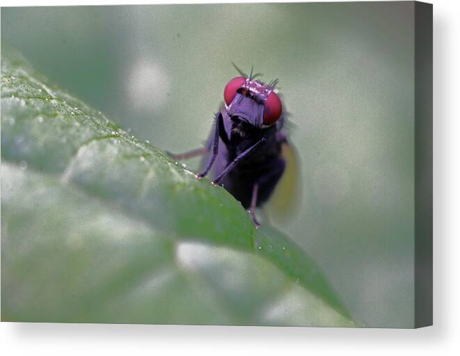 Insects Canvas Print featuring the photograph Red Eye by Jennifer Robin
