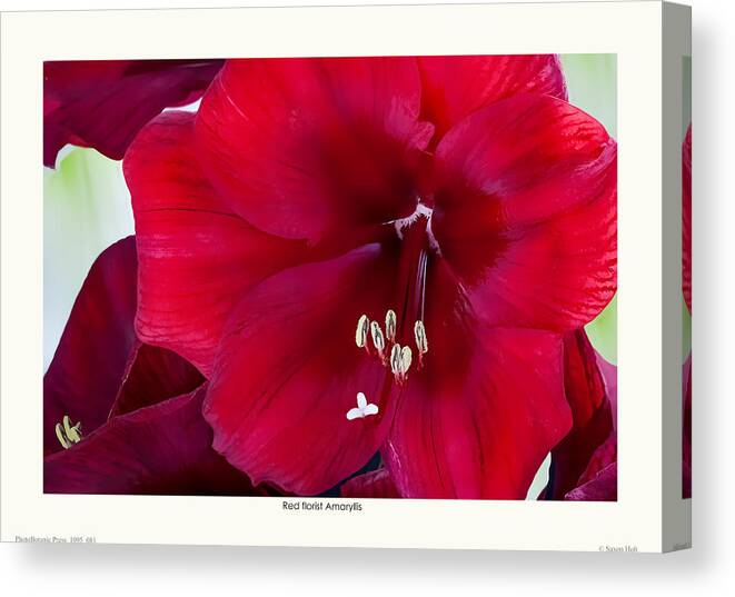 Red Flowers Canvas Print featuring the photograph Red florist Amaryllis by Saxon Holt