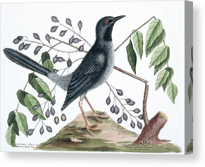 1683-1749 Canvas Print featuring the photograph Red-legged Thrush by Natural History Museum, London