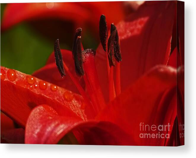 Red Lily Canvas Print featuring the photograph Red Lily close by Sharon Talson