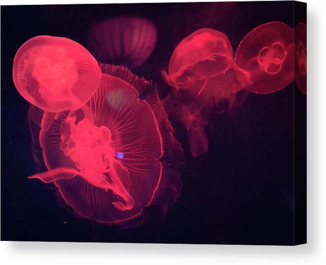 Underwater Canvas Print featuring the photograph Red Lit Jellyfish by This Image Is Available To You Through Getty Images