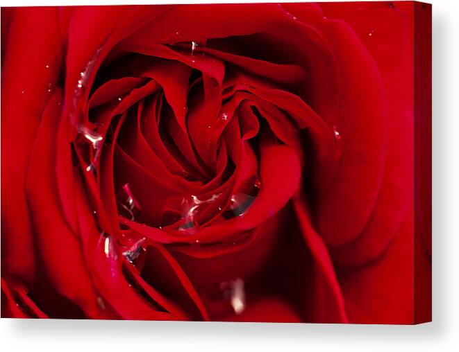 #redeyedoncaster Canvas Print featuring the photograph Red Rose Rain Drops by Matt Ashurst