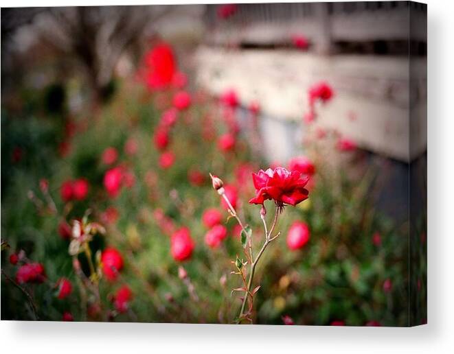 Flowers Canvas Print featuring the digital art Red Roses on Film by Linda Unger
