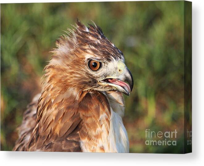 Red Tailed Hawk Canvas Print featuring the photograph Red Tailed Hawk by TN Fairey
