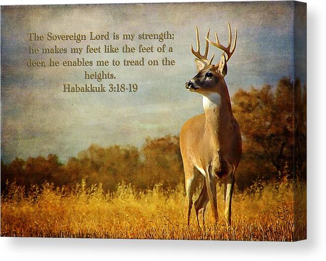 White-tailed Buck Canvas Print featuring the photograph Reflecting His Glory by Blair Wainman