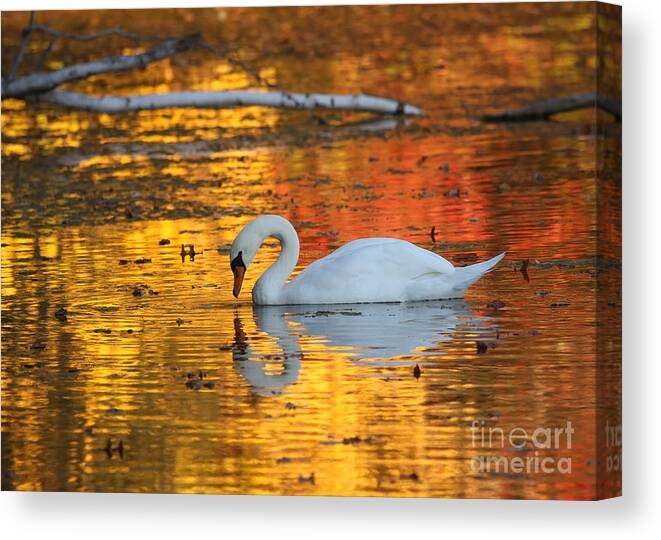 Golden Canvas Print featuring the photograph Reflections on Golden Pond by Jayne Carney