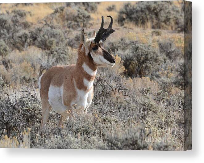 Antelope Canvas Print featuring the photograph Regal Patriarch by Dorrene BrownButterfield
