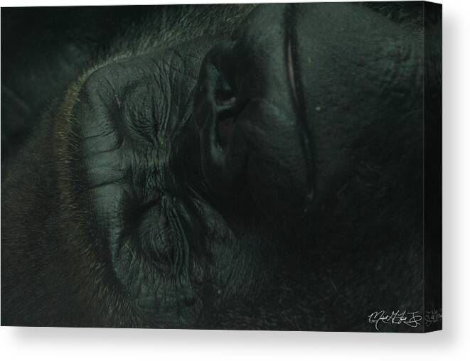 Lion Canvas Print featuring the photograph Relaxing Silver Back Gorilla at The Buffalo Zoo by Michael Frank Jr